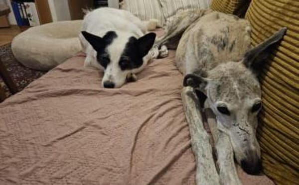 Patty: Ein Herz auf vier Pfoten