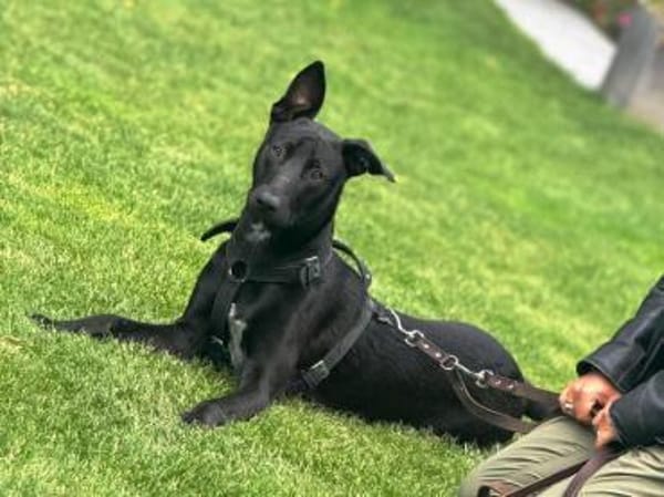 Vincent sucht dringend ein neues Zuhause