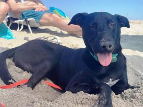 Vincent sucht dringend ein neues Zuhause