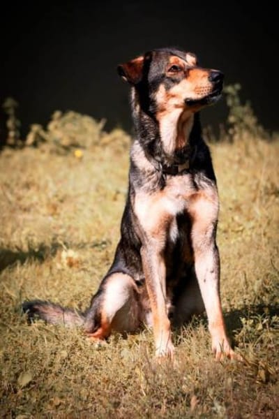 Ari sucht dringend ein neues Zuhause