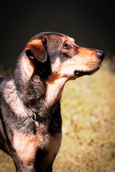 Ari sucht dringend ein neues Zuhause