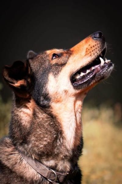 Ari sucht dringend ein neues Zuhause