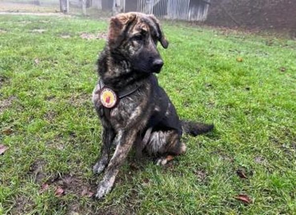 Kessy hat so viel Liebe zu geben