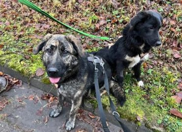 Kessy hat so viel Liebe zu geben