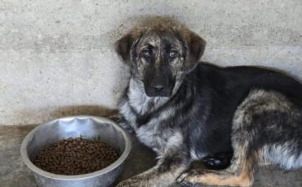 Kessy hat so viel Liebe zu geben