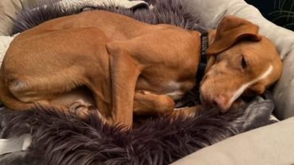 Islay -lebhaft und schüchtern-