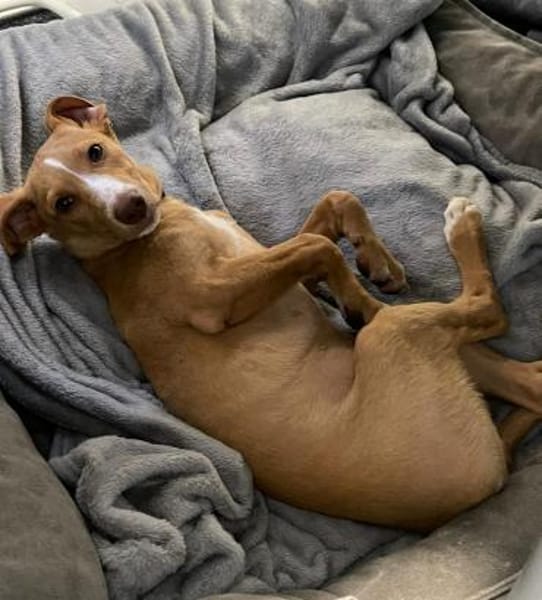 Islay -lebhaft und schüchtern-