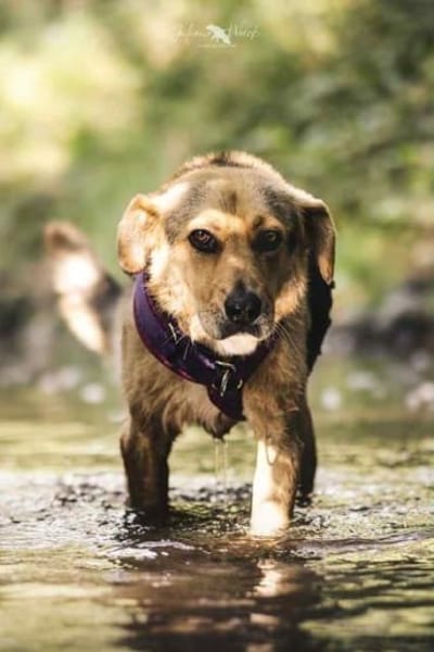 SKROLLAN -benötigt Zeit um zu Vertrauen-