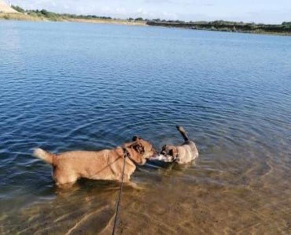 MAXIM * lieber kuscheliger OPI