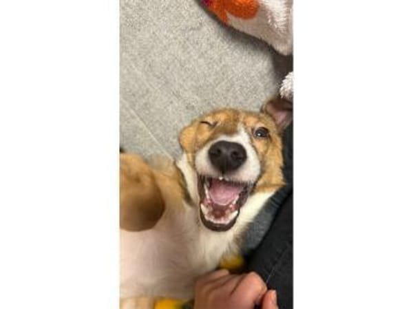 Willy - wartet in 90547 Stein