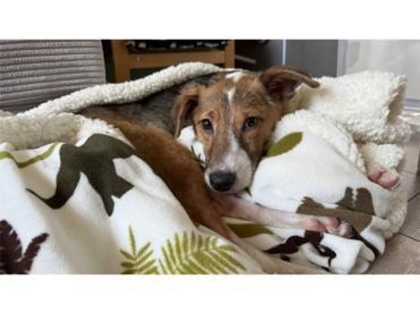 Willy - wartet in 90547 Stein