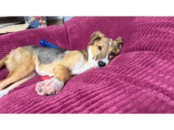 Willy - wartet in 90547 Stein