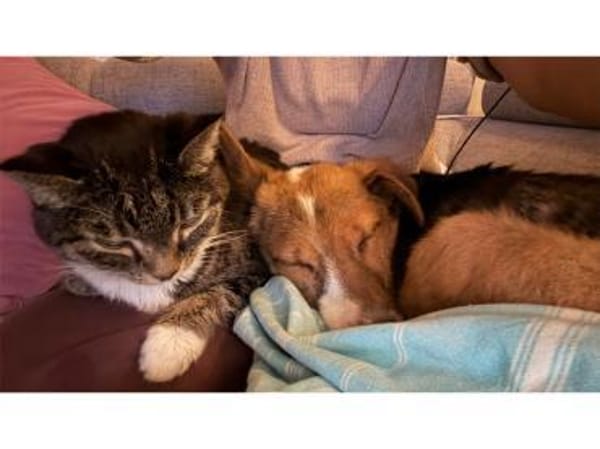 Willy - wartet in 90547 Stein