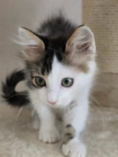 TOPOLINO&BRUNO - Doppeltes Glück!