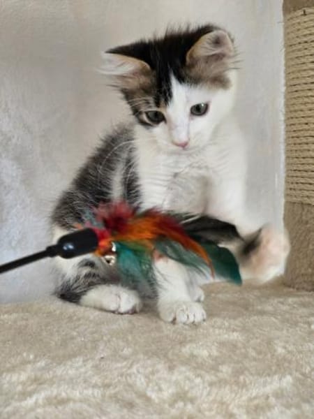 TOPOLINO&BRUNO - Doppeltes Glück!