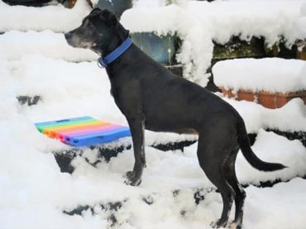 Darf Altea zu Ihrer Familie gehören?