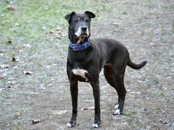 Darf Altea zu Ihrer Familie gehören?