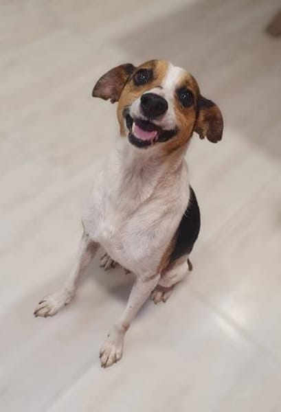 Sonnenschein Nasko braucht eine Chance