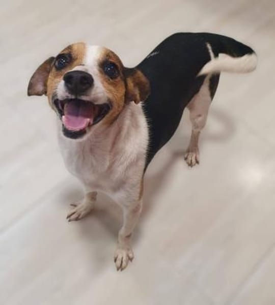 Sonnenschein Nasko braucht eine Chance