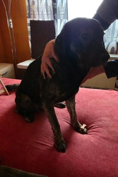 Notfellchen SHADOWin 69198 Schriesheim