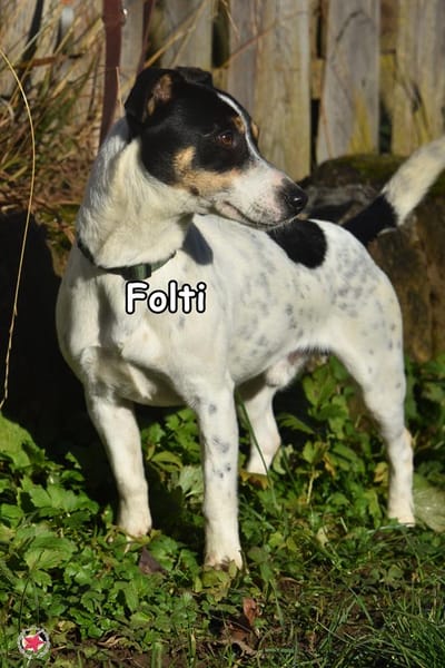 FOLTI