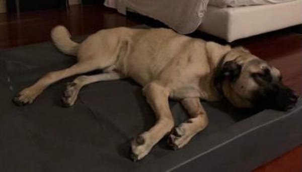 Karol, menschenbezogen und wachsam