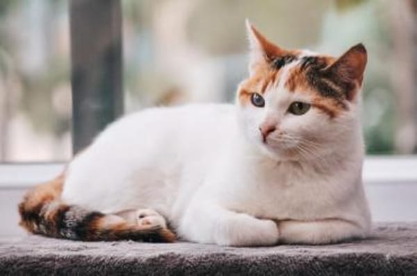 Wunderschöne Aylin sucht ruhiges Zuhause