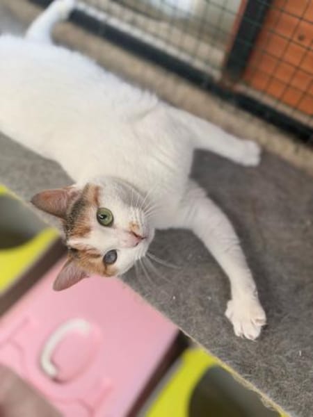 Wunderschöne Aylin sucht ruhiges Zuhause