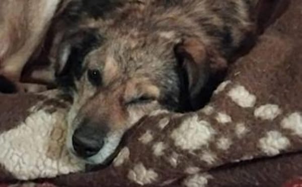 Oskar sucht ein empathisches Zuhause