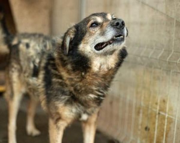 Oskar sucht ein empathisches Zuhause