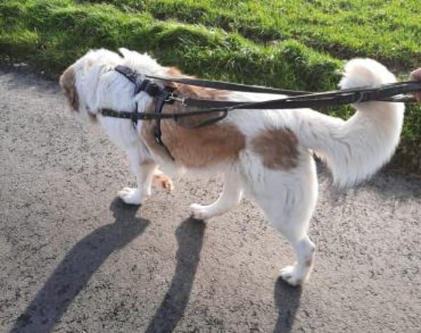 Wird Isamu dein Freund fürs Leben?