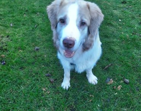 Wird Isamu dein Freund fürs Leben?