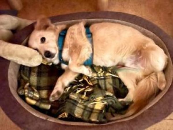 Cassy 38 cm (Pfegestelle)