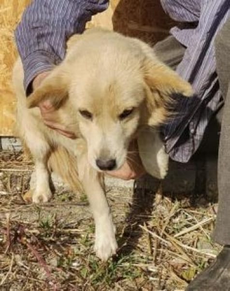 Cassy 38 cm (Pfegestelle)