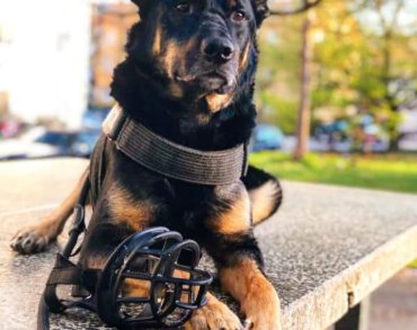 Willi sucht ein Für-Immer-Zuhause