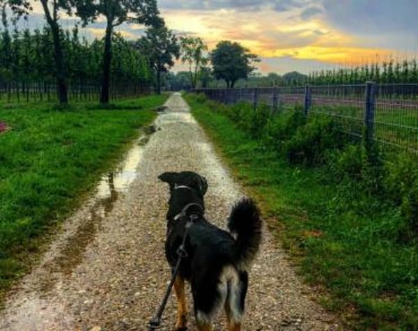 Willi sucht ein Für-Immer-Zuhause