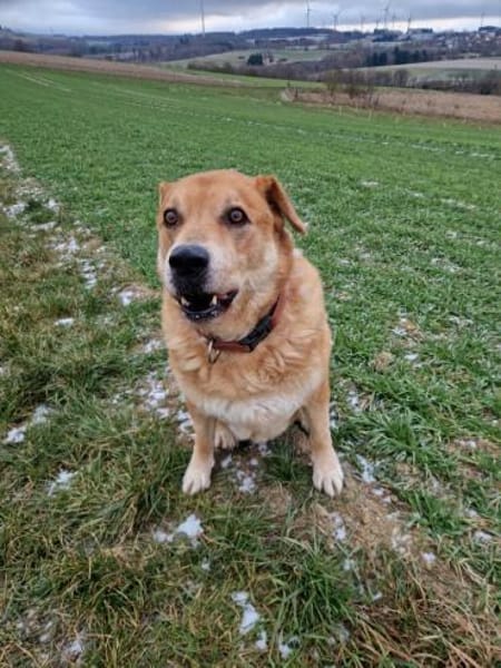 Herbst des Lebens -  Lucky