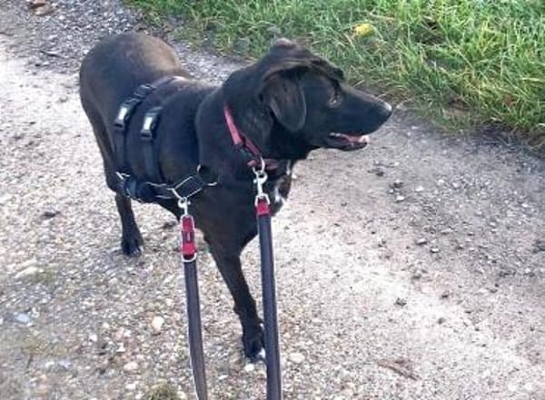 Verliebst du dich in Rajani?