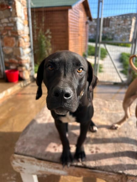 Petrina sucht das Glück