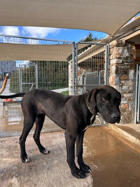 Petrina sucht das Glück