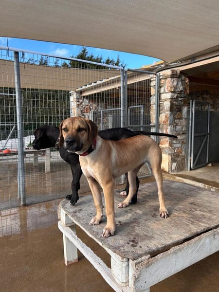 Mimika - einfach dankbar