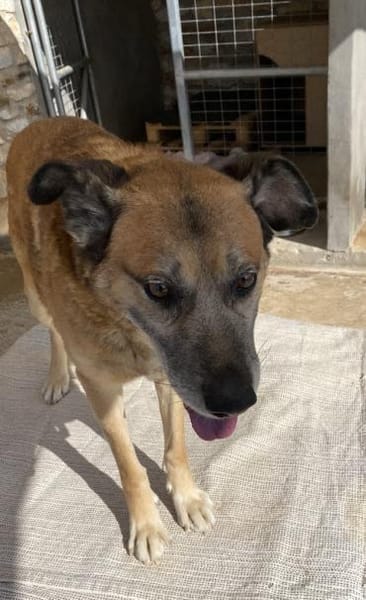 Baldo sucht das Glück