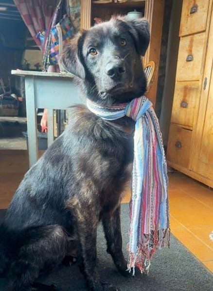 Anhänglicher Pancho sucht Zuhause