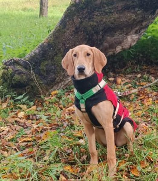 Canella ist eine tolle Mitmachhündin