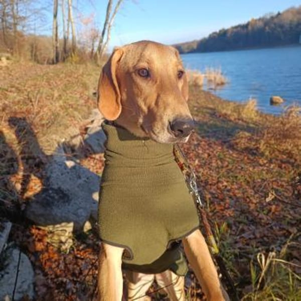 Canella ist eine tolle Mitmachhündin