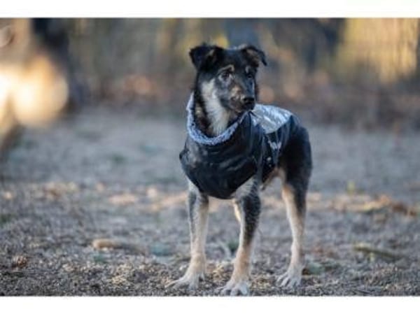 Sahas - wartet in 99427 Weimar