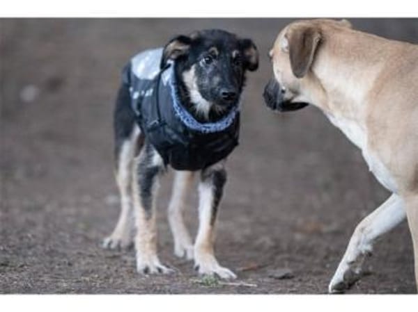 Sahas - wartet in 99427 Weimar