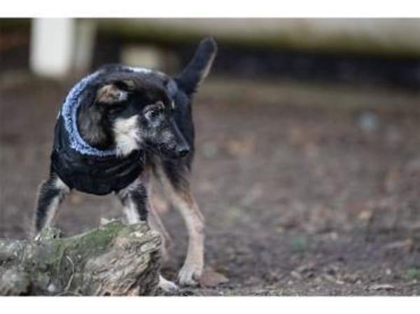 Sahas - wartet in 99427 Weimar