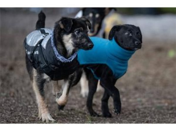 Sahas - wartet in 99427 Weimar