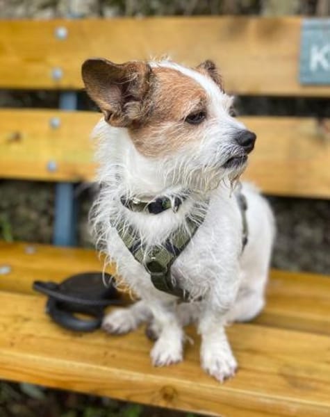 OSCAR-SANFTER CHARAKTER